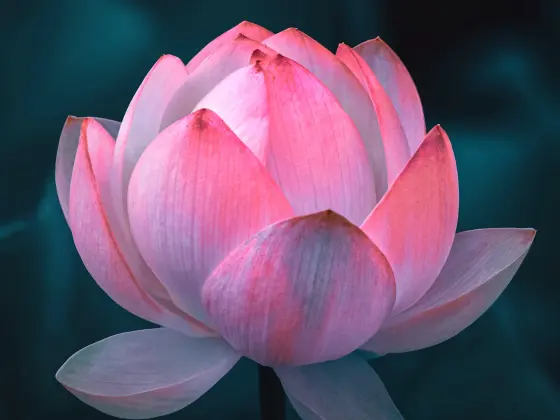 Hujung Minggu Mastership Reiki